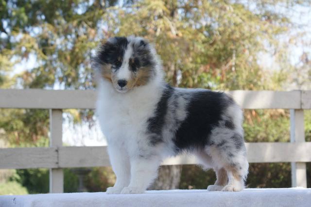 roseglen shelties roseglen shelties